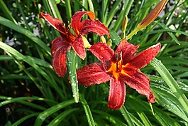 hemerocallus,黄花菜,常年