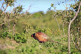野生動物,鳥,雉雞