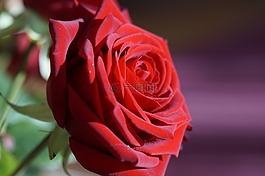 玫瑰,紅色,紅玫瑰