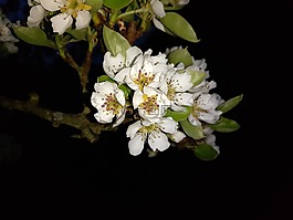 櫻花,開(kāi)花,櫻桃