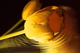 郁金香,黃色,鮮花