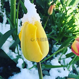 郁金香,花,冬天