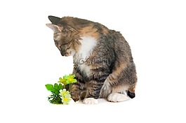 小猫,动物,灰色