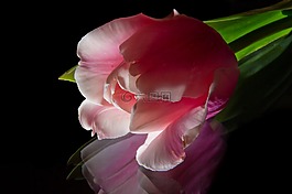 郁金香,鮮花,春天