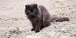 tomcat的,黑色,國(guó)家