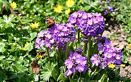 花園,鮮花,春天