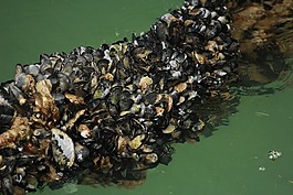 海,貽貝,水