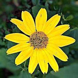 秋花開(kāi)花,廠(chǎng),單綻放