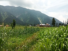 景觀,山,綠色
