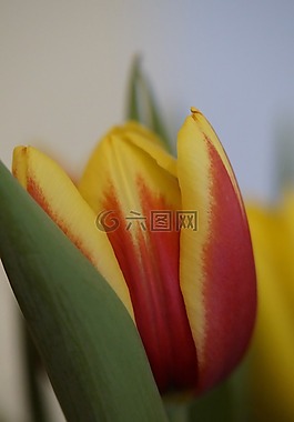 郁金香,春天,關閉