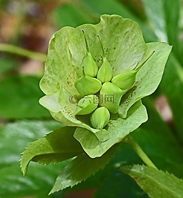 藜芦豆荚,四旬期玫瑰,芽