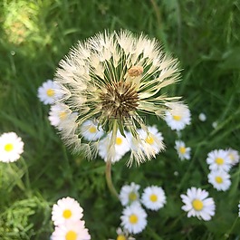 蒲公英,鮮花,草