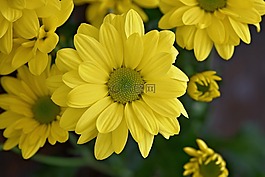 玛格丽特,树的雏菊,花