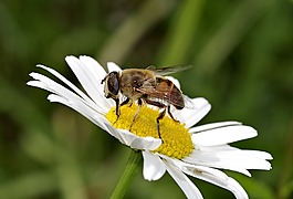 木柵,花,蜜蜂