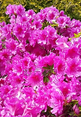 粉红色,布什,杜鹃花