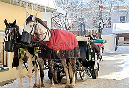 冬天,馬,雪