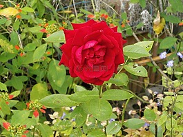 玫瑰,紅色花朵,花床