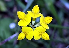 花,黃色,pi?ciobok