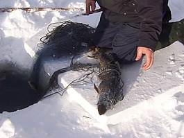 冬天,釣魚(yú),網(wǎng)絡(luò)