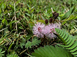 花,葉,petels