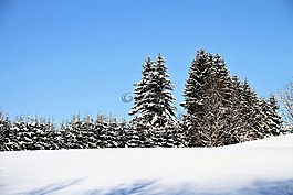 冬天,树木,雪