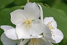 茉莉,模擬橙,歐洲口哨灌木