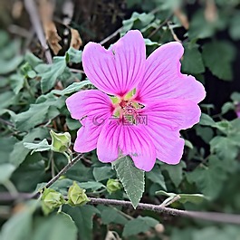 花,花園芙蓉,廠