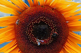 太陽花,夏季,蜜蜂
