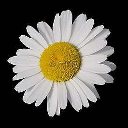 瑪格麗特,leucanthemum,開花
