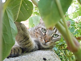 貓,動物,貓的眼睛