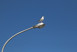 海鷗,鳥,藍(lán)色