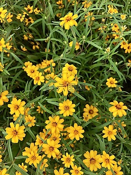 鮮花,黃色,綠色