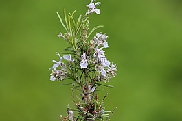 迷迭香,开花,香料花