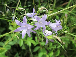 风铃rapunculus,风铃草桔梗,风铃草
