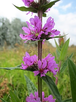 千屈菜,紫色的珍珠菜,尖刺金钱草