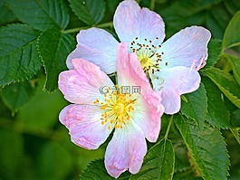 開花,野生玫瑰,粉紅色