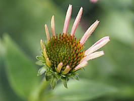 花,花園,動物區(qū)系