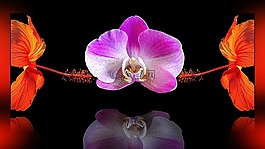 作曲,花,蘭花