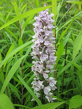 dactylorhiza,沼泽兰花,发现兰花