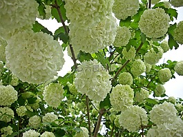 雪球,開花,繡球