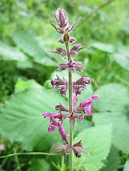 水蘇slyvatica,對沖woundwort,對沖蕁麻