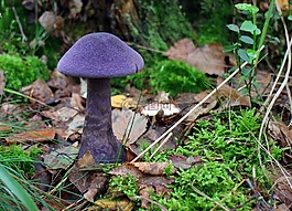 蘑菇,dunkelvioletter schleierling,schleierling