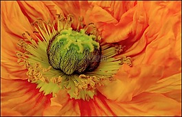 開花,宏,花園