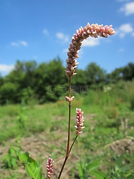 蓼lapathifloia,蒼白蓼,大馬蓼