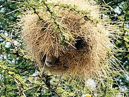 webervogel,肯尼亚,马赛马拉