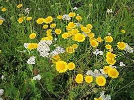 cota tinctoria,金玛格丽特,黄甘菊