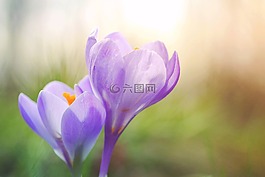 藏紅花,紫,粉紅色