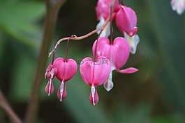 流淚的心,花,心臟