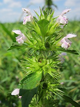 ballota的黑,黑苦薄荷,野花