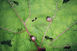 葉子,蝸牛,生物